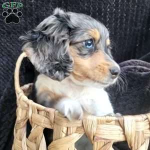 Tinker, Dachshund Puppy